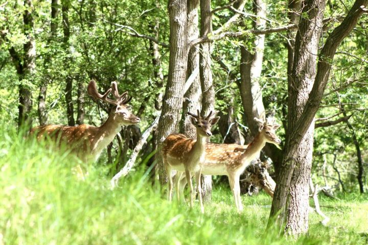 Damherten in de Waterleidingduinen